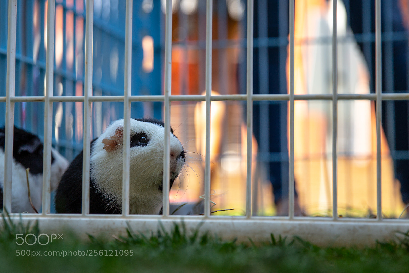 Canon EOS 6D sample photo. Petting zoo photography