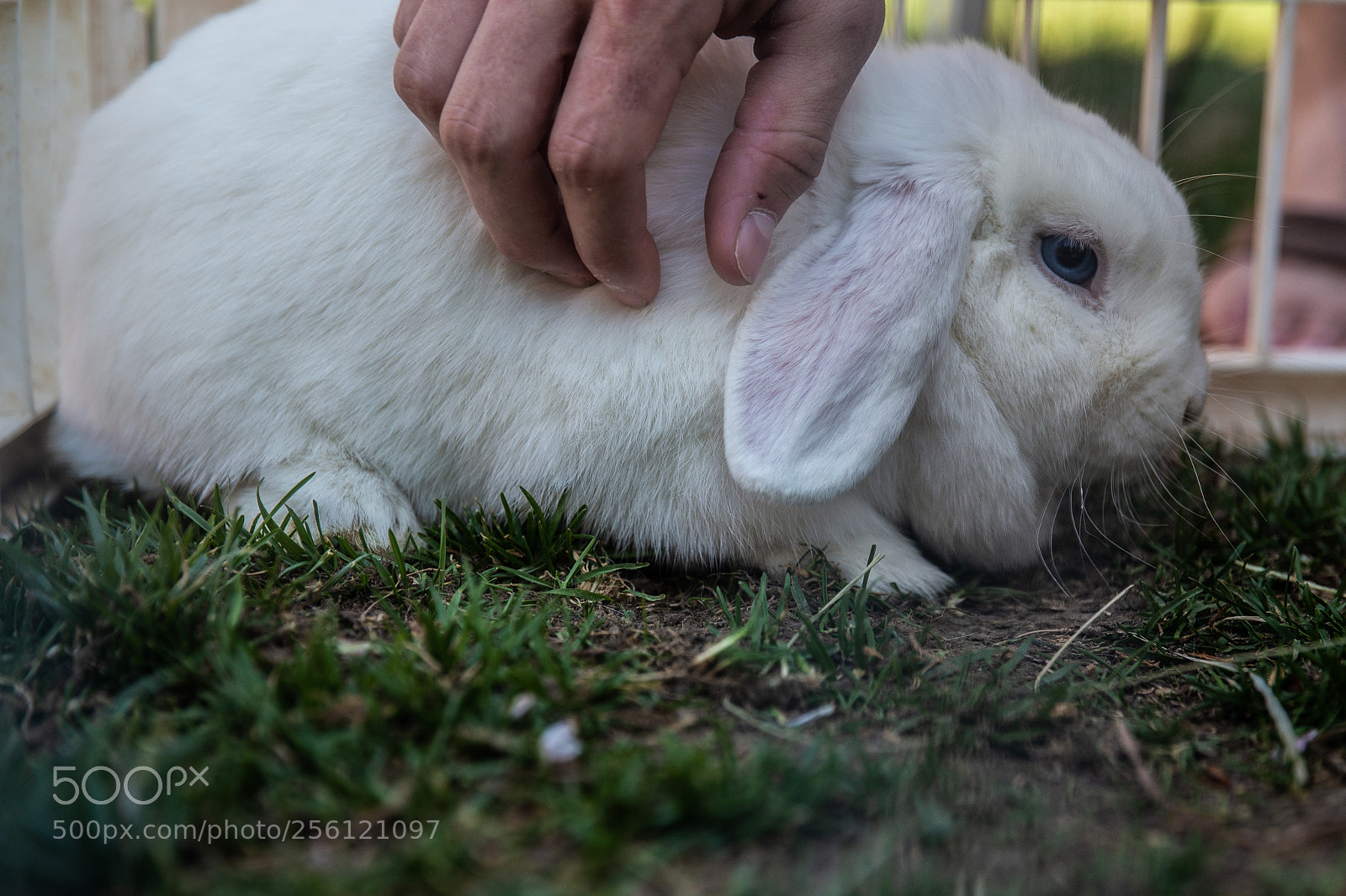Canon EOS 6D sample photo. Petting zoo photography