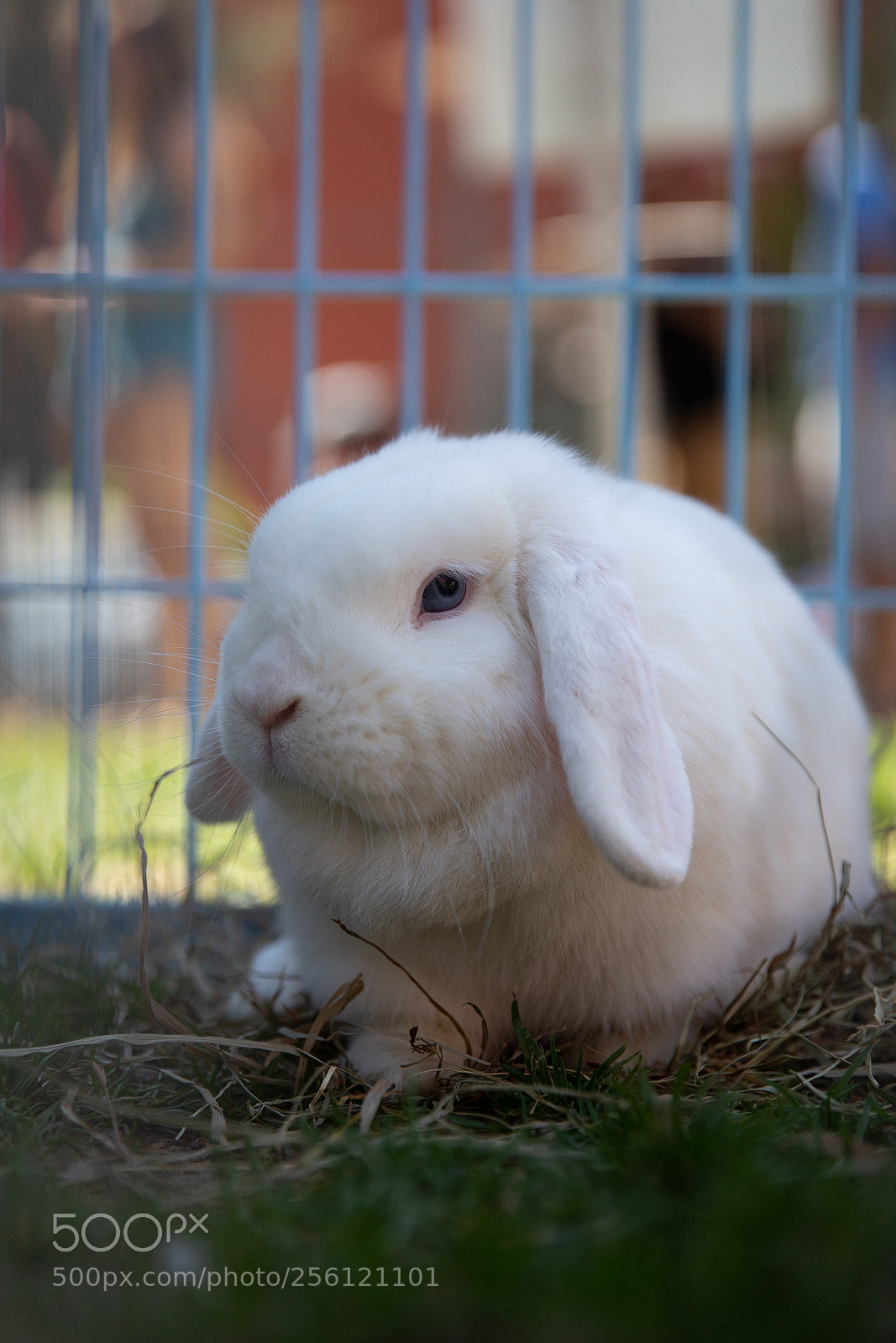 Canon EOS 6D sample photo. Petting zoo photography