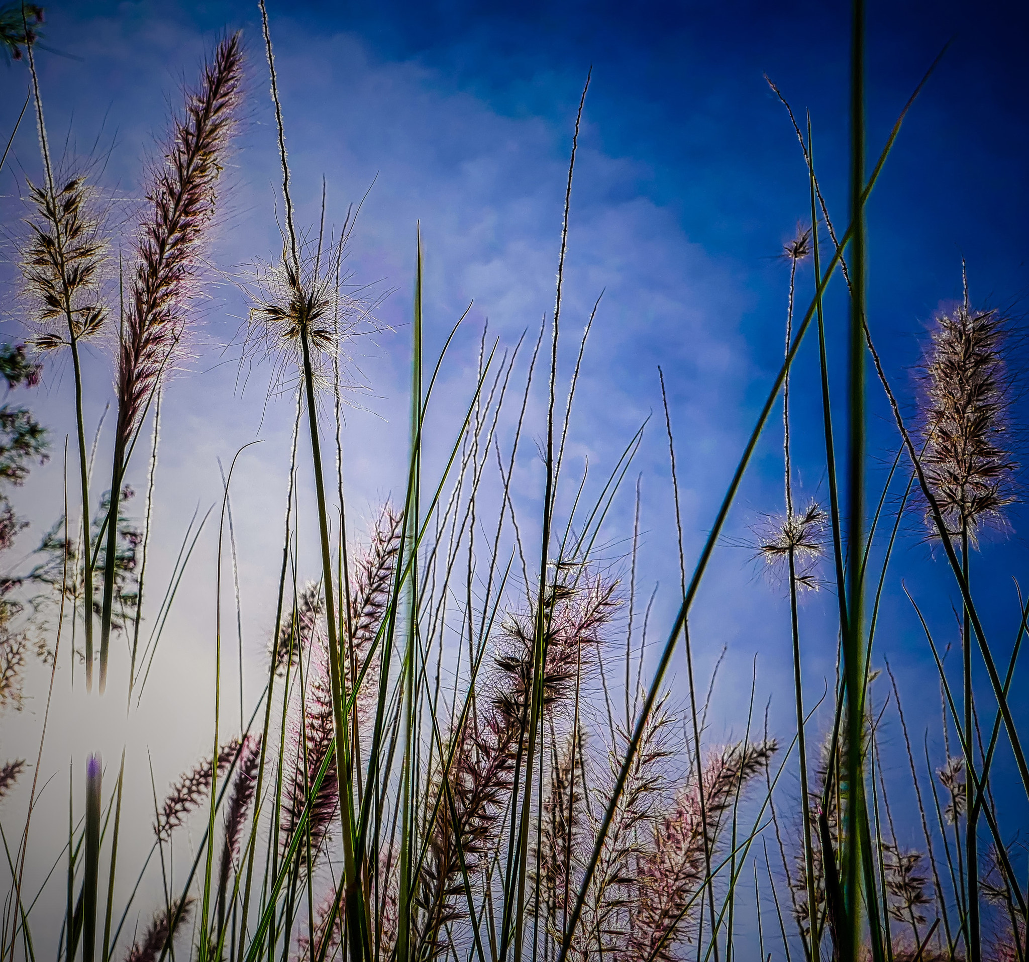 Panasonic Lumix DMC-ZS100 (Lumix DMC-TZ100) sample photo. Desert fountain grass photography