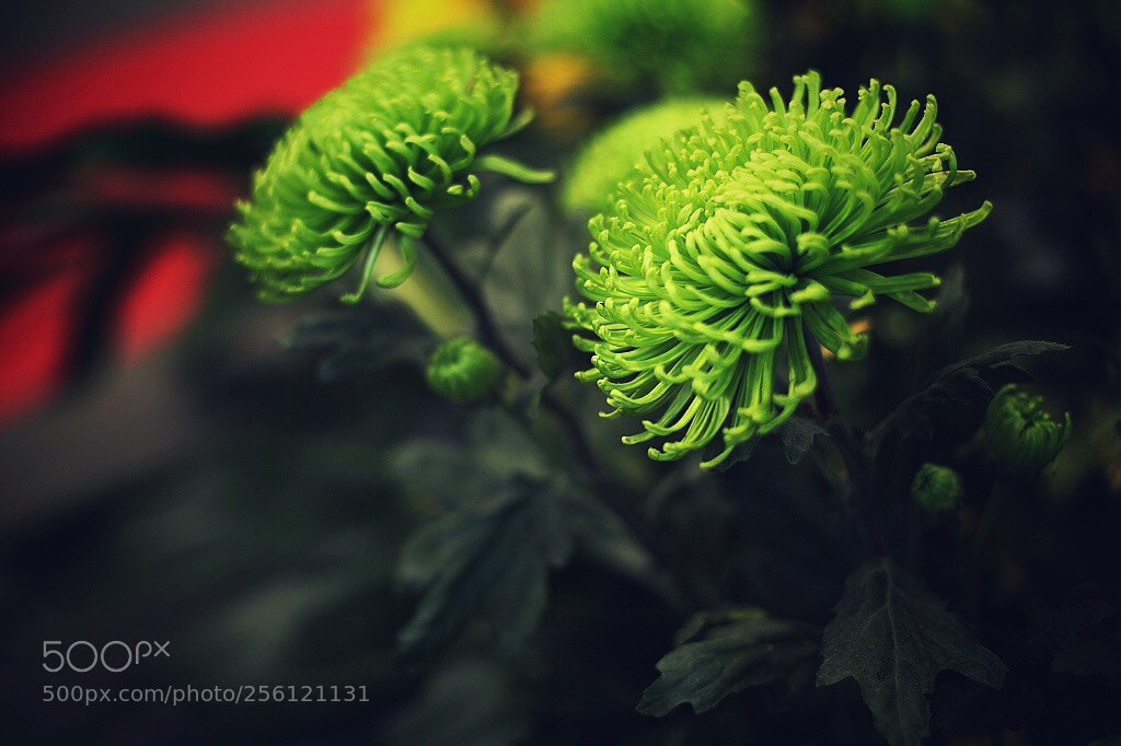 Canon EOS 5D Mark II sample photo. Untitled photography