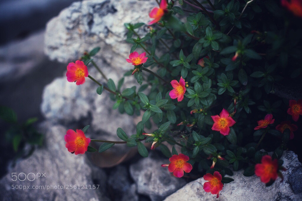 Canon EOS 5D Mark II sample photo. Untitled photography