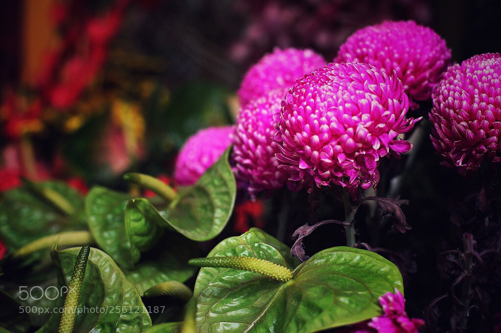 Canon EOS 5D Mark II sample photo. Untitled photography