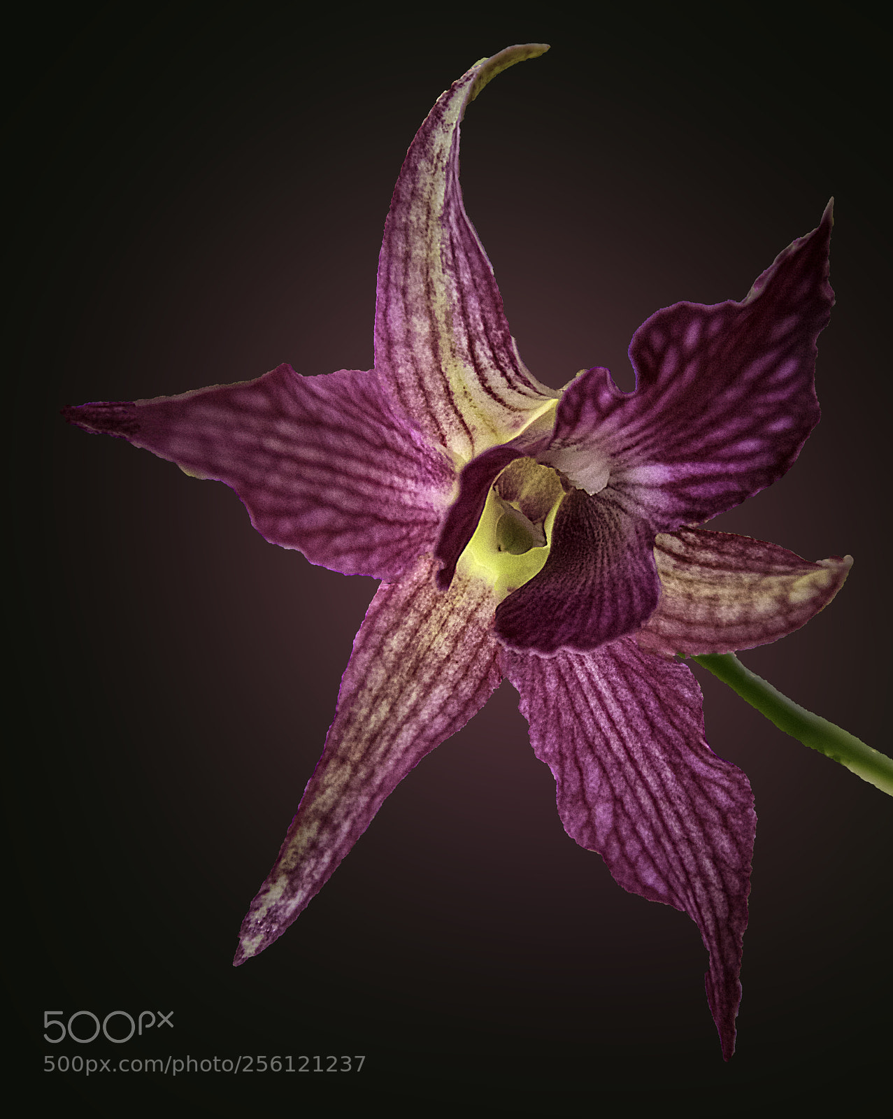 Canon EOS 5DS sample photo. Orchid #10 photography