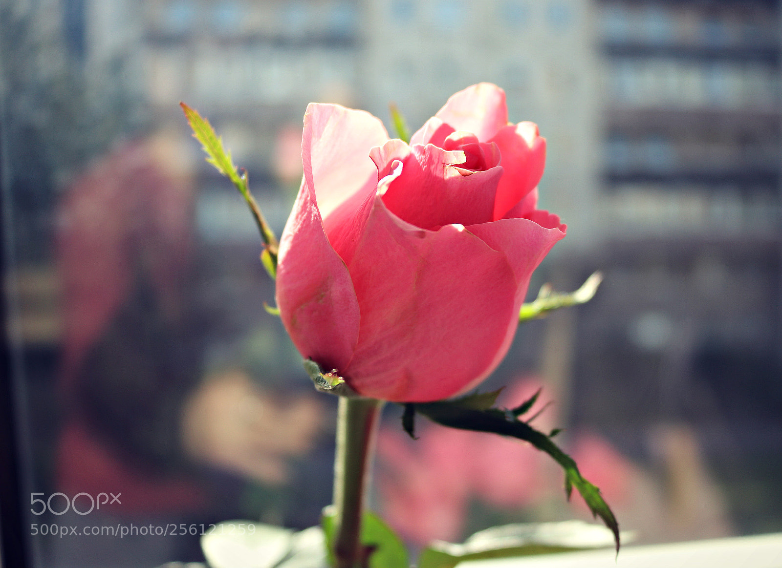 Canon EOS 750D (EOS Rebel T6i / EOS Kiss X8i) sample photo. Blume photography