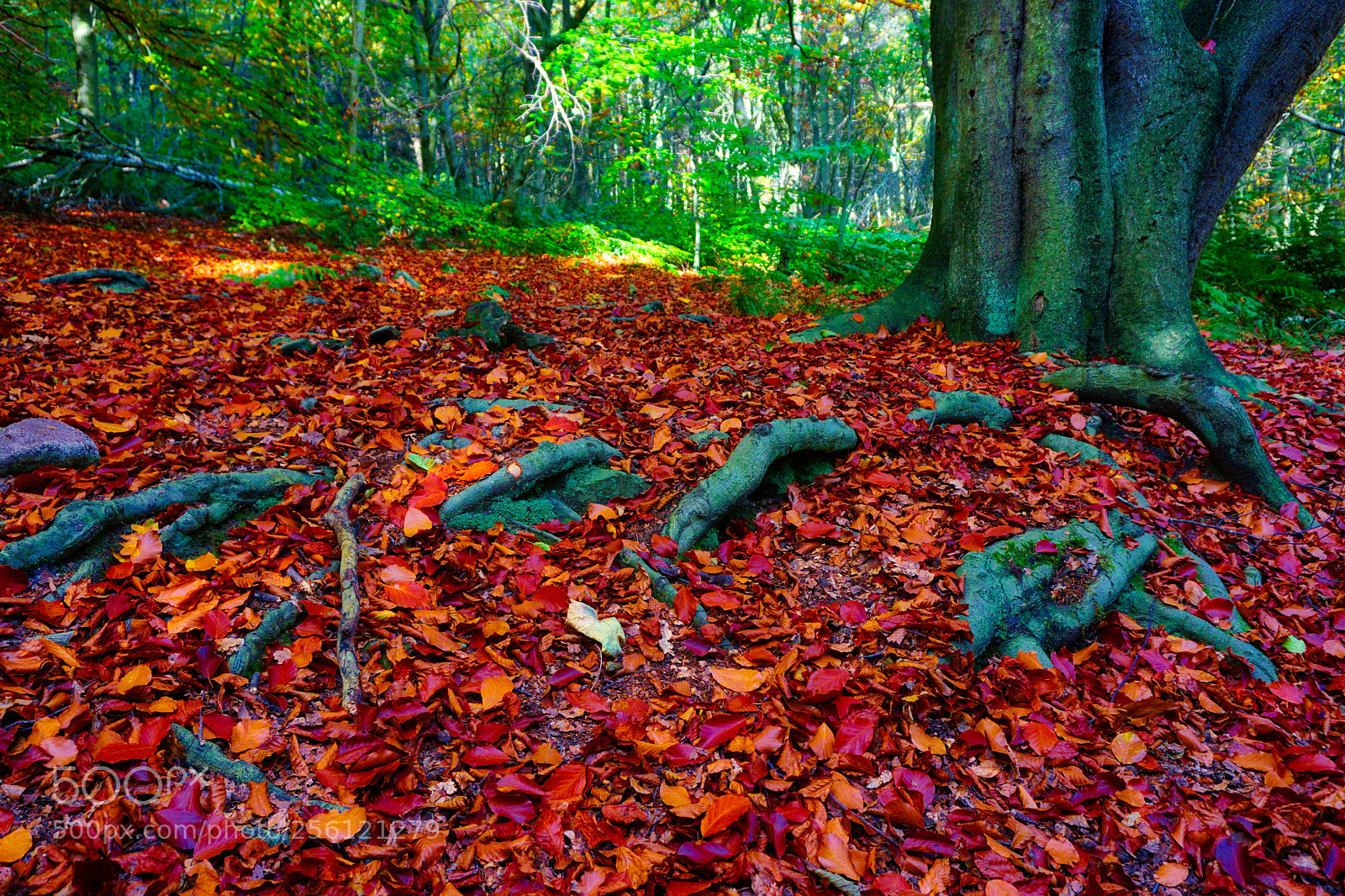 Sony a6000 sample photo. Roots photography
