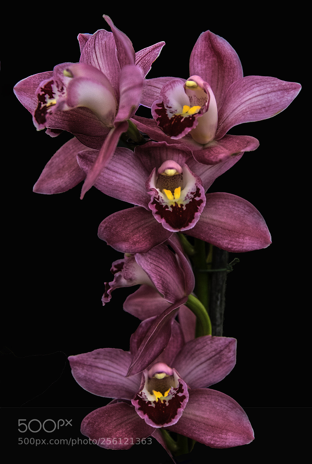 Canon EOS 5DS sample photo. Orchid bonanza photography