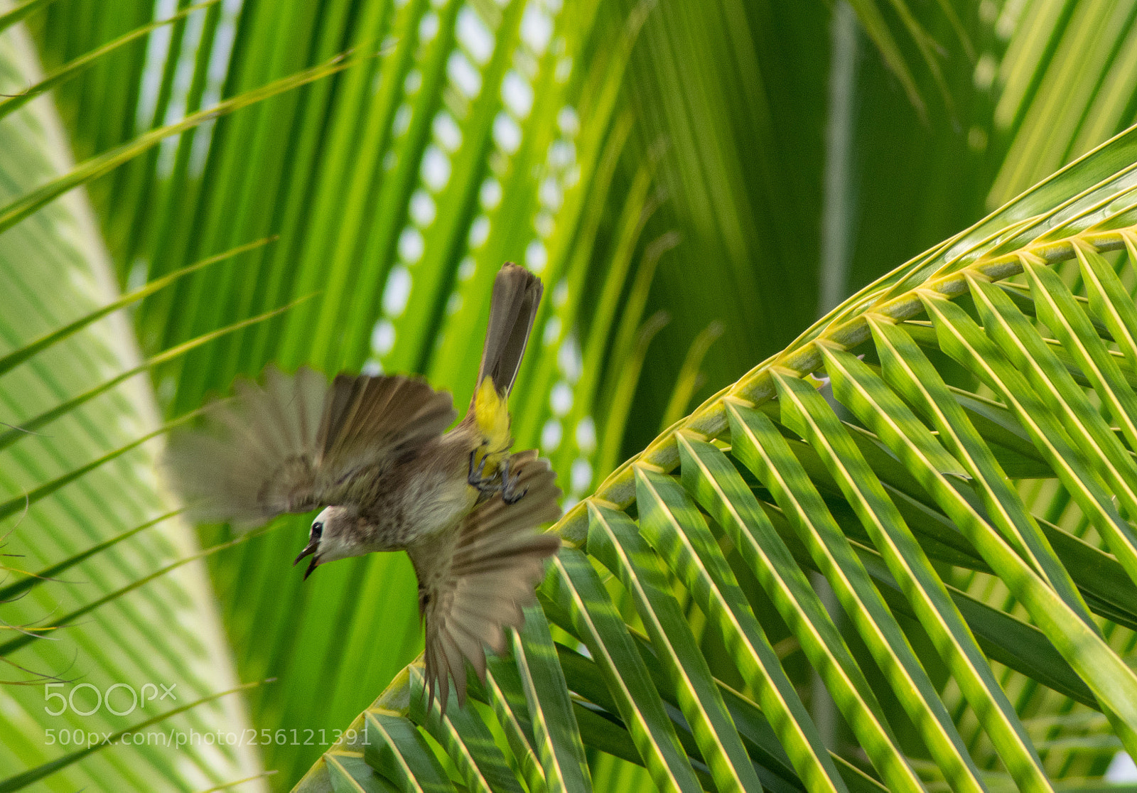 Nikon D3300 sample photo. Spreading my wings photography