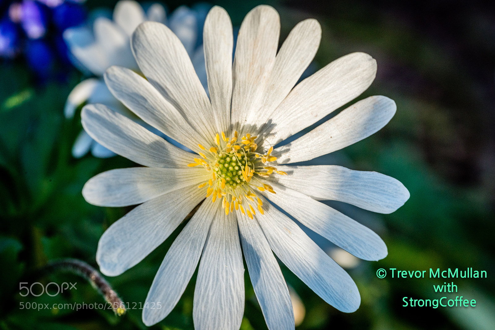 Nikon D800 sample photo. Daisy daisy ... give photography