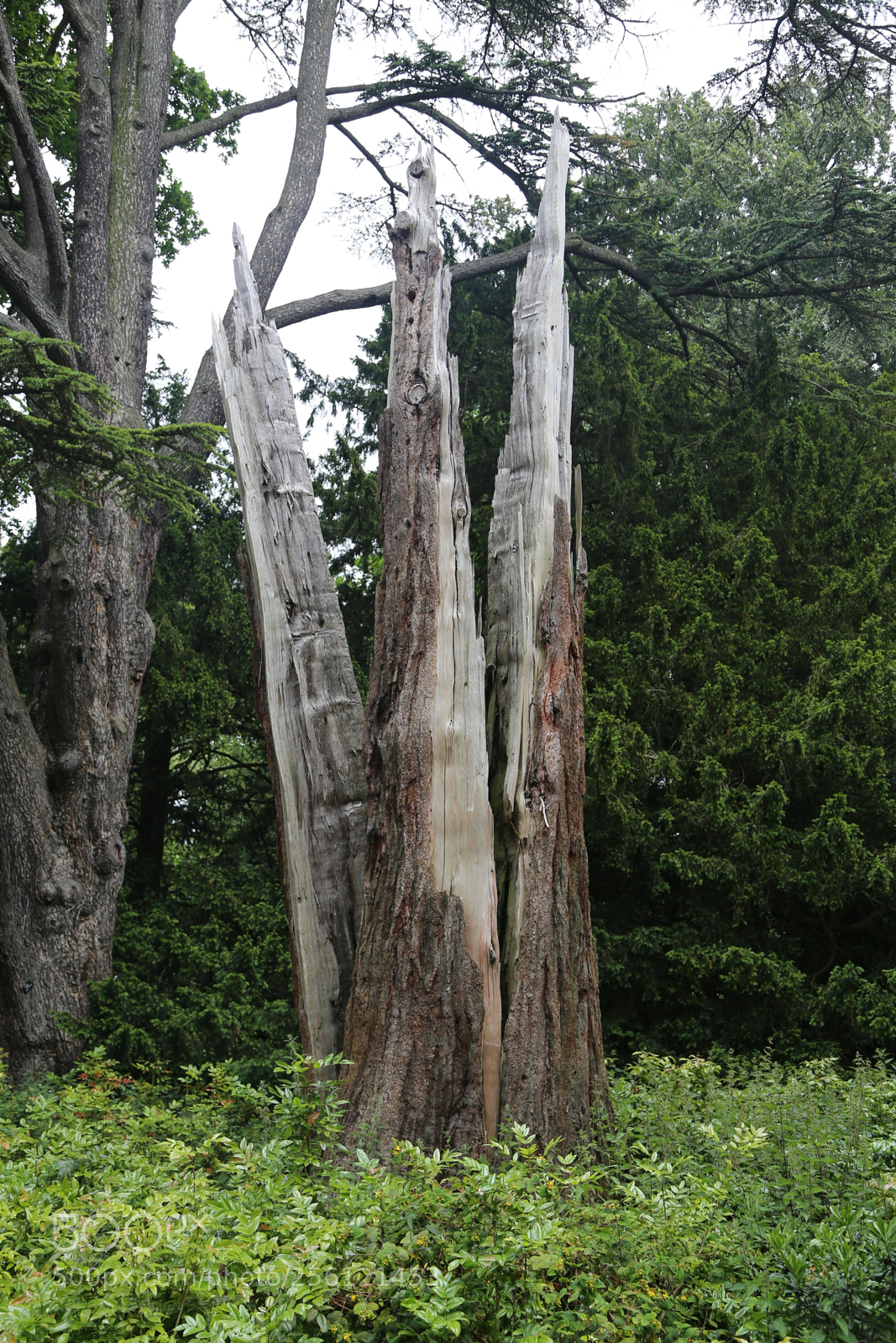 Canon EOS 6D + Canon EF 24-105mm F4L IS USM sample photo. Anglesey abbey, national trust photography