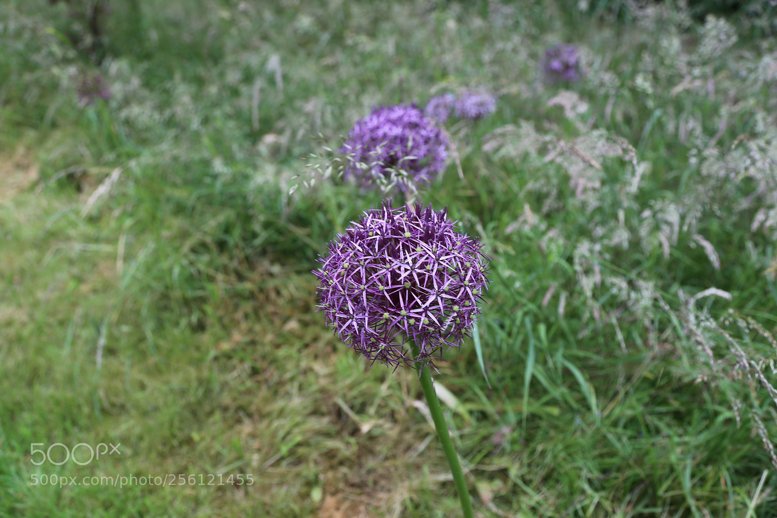 Canon EOS 6D + Canon EF 24-105mm F4L IS USM sample photo. Anglesey abbey, national trust photography