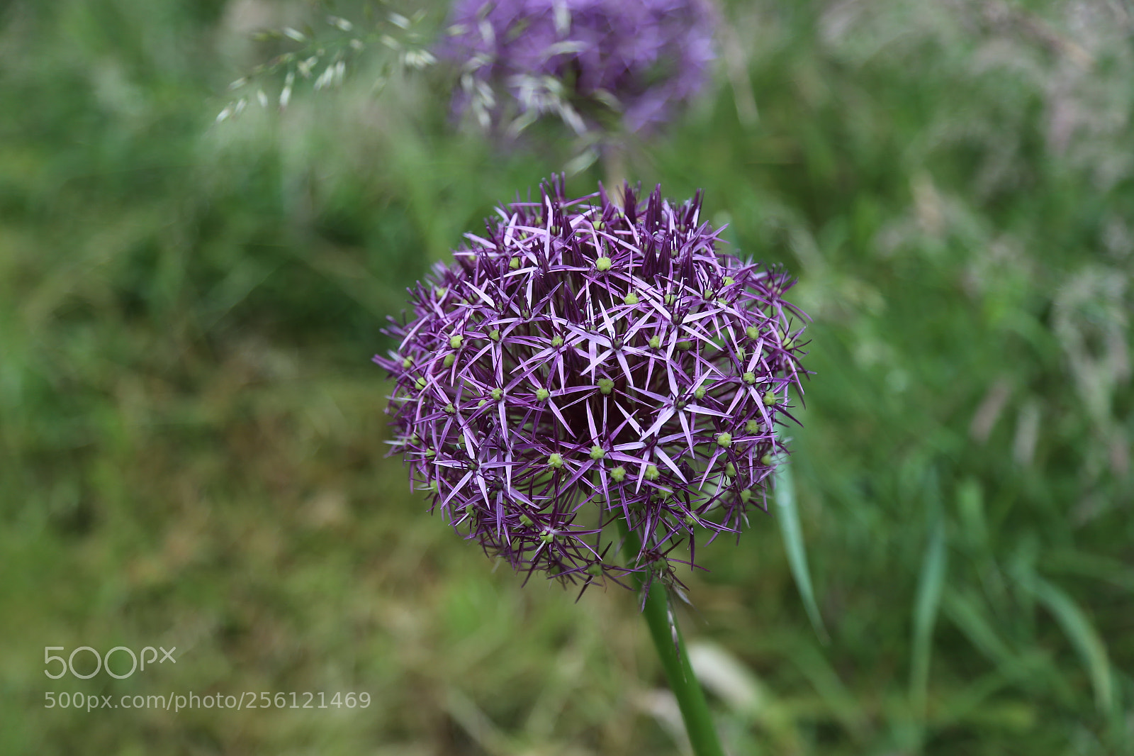 Canon EOS 6D + Canon EF 24-105mm F4L IS USM sample photo. Anglesey abbey, national trust photography