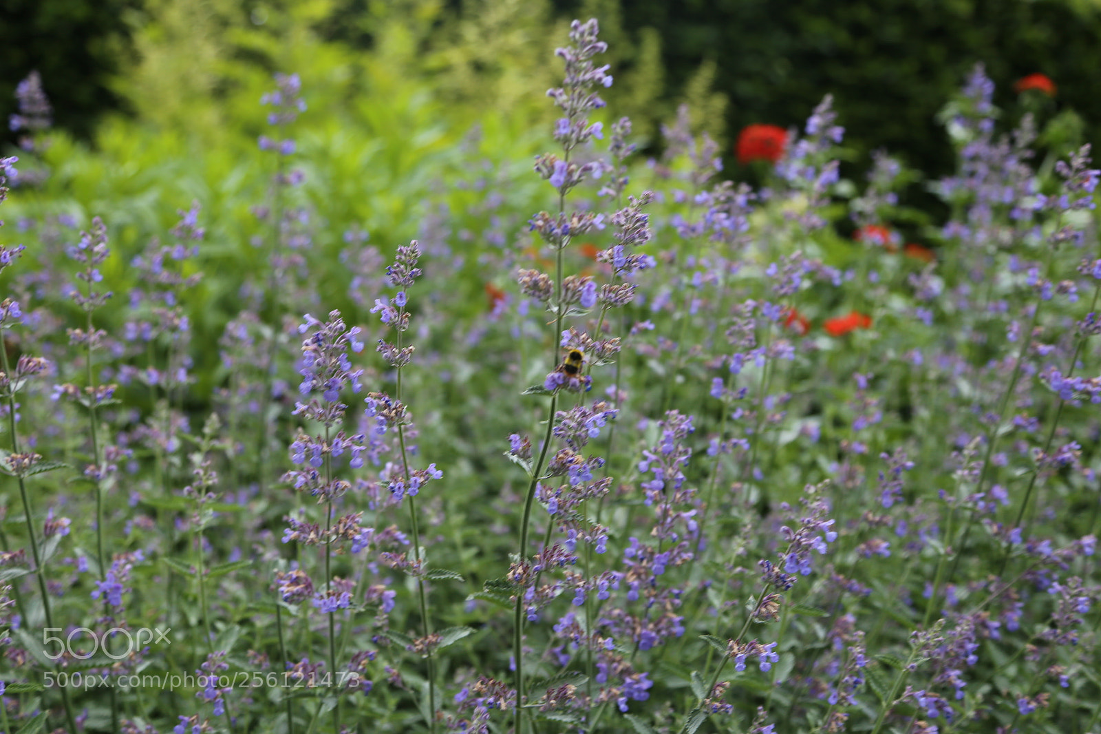 Canon EOS 6D + Canon EF 24-105mm F4L IS USM sample photo. Anglesey abbey, national trust photography