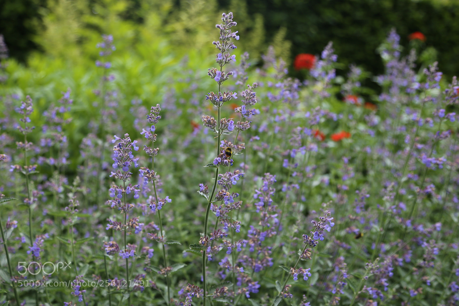 Canon EOS 6D + Canon EF 24-105mm F4L IS USM sample photo. Anglesey abbey, national trust photography