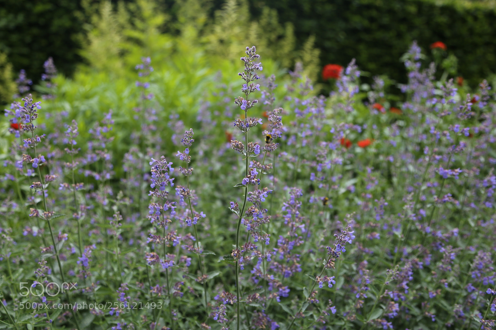 Canon EOS 6D + Canon EF 24-105mm F4L IS USM sample photo. Anglesey abbey, national trust photography