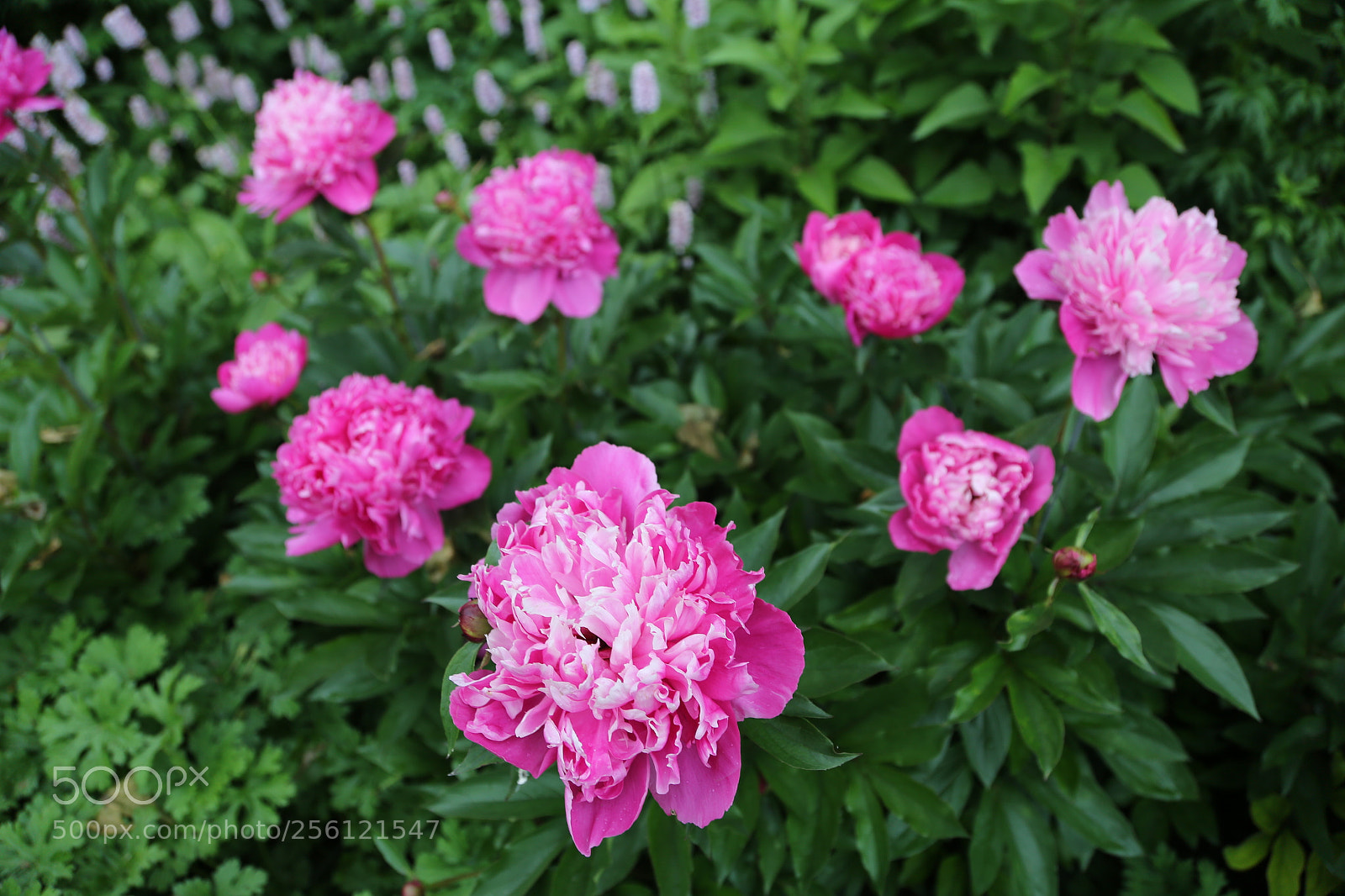 Canon EOS 6D + Canon EF 24-105mm F4L IS USM sample photo. Anglesey abbey, national trust photography