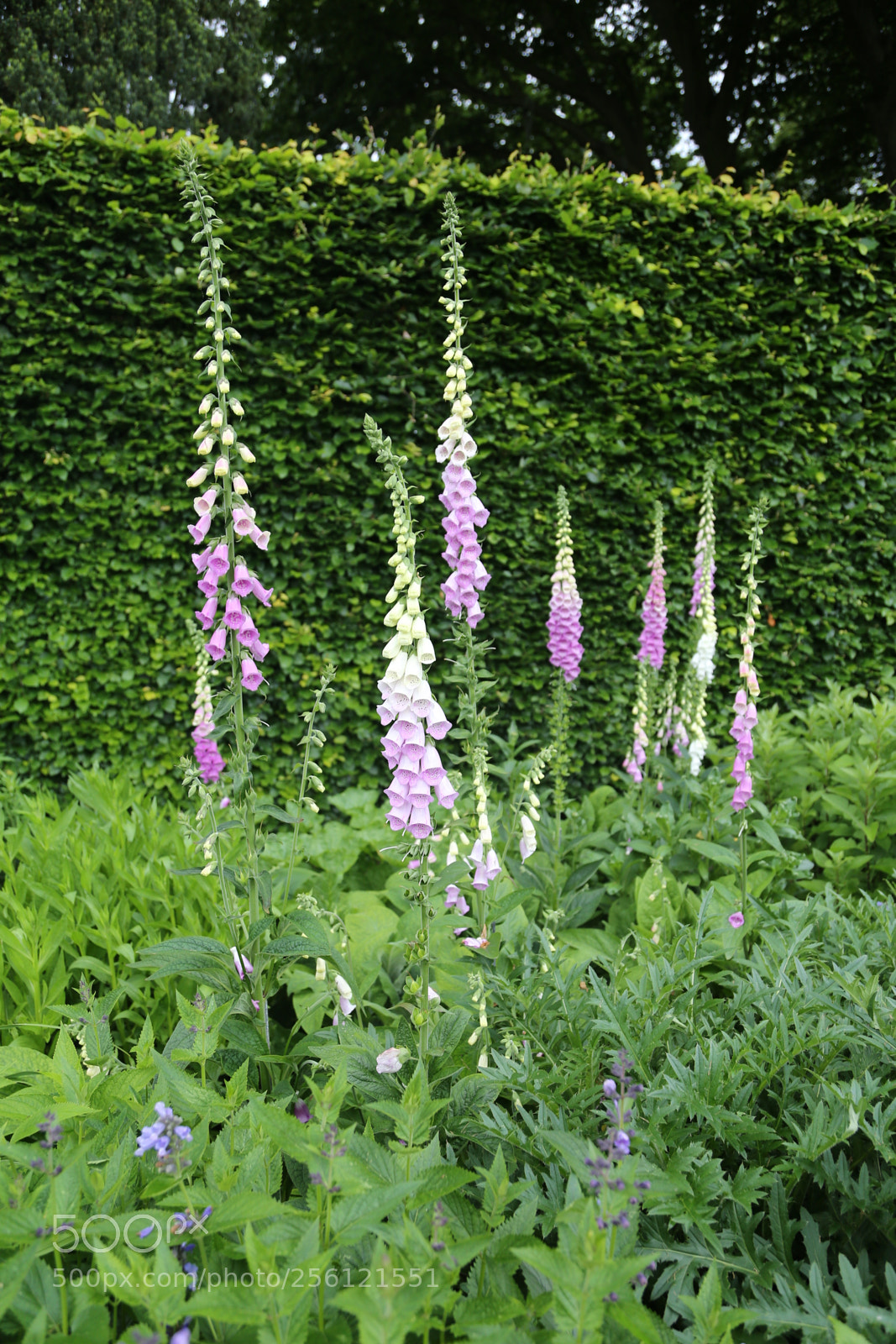 Canon EOS 6D + Canon EF 24-105mm F4L IS USM sample photo. Anglesey abbey, national trust photography