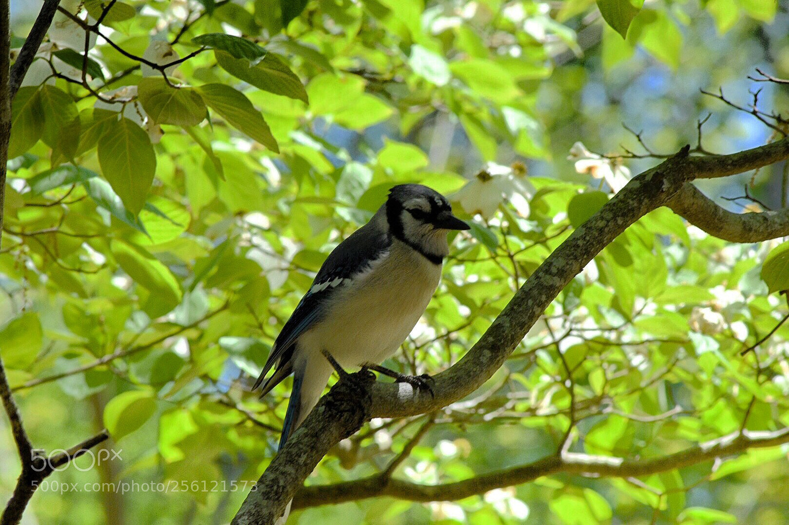 Nikon D7200 sample photo. Blue jay.  photography