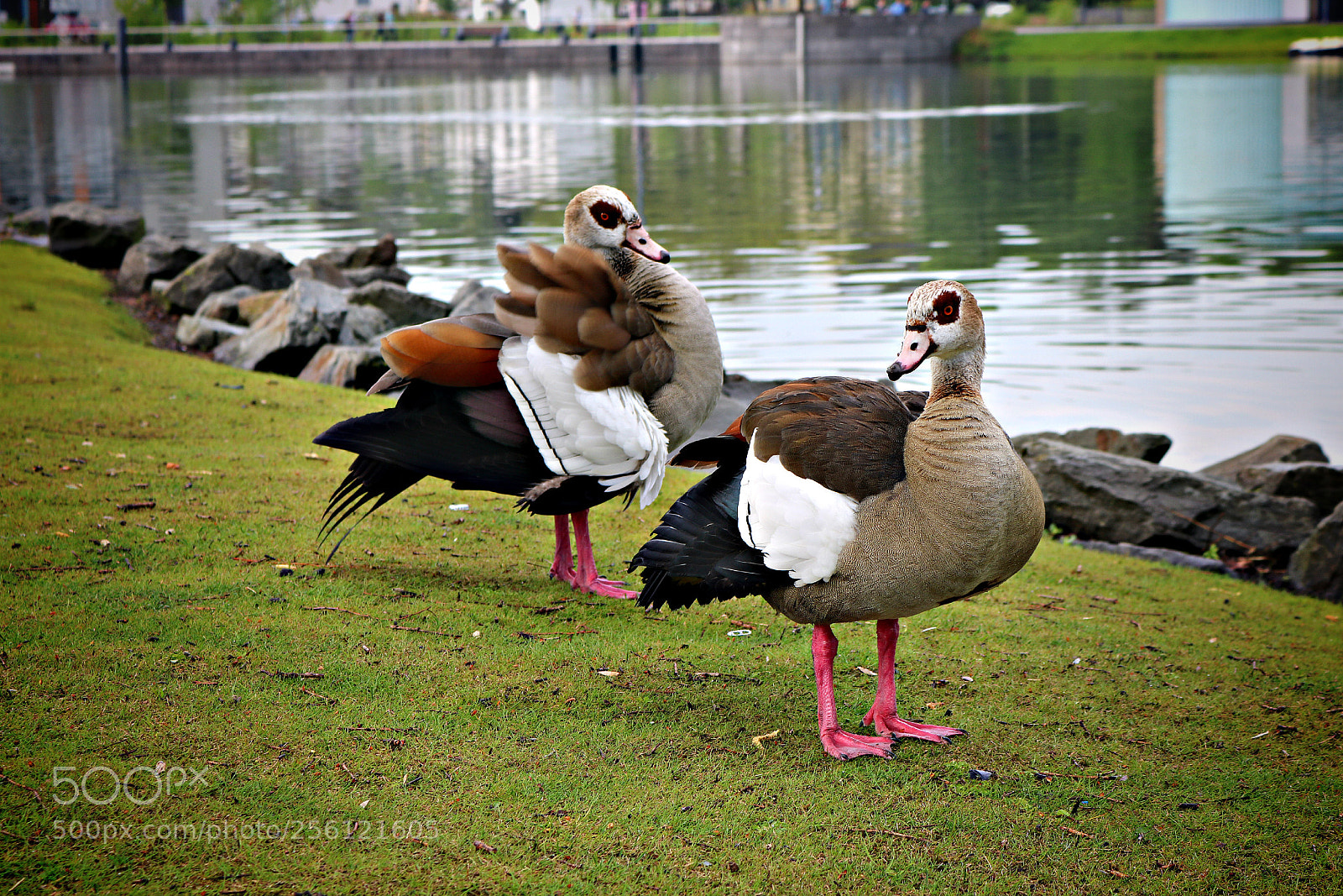 Canon EOS 750D (EOS Rebel T6i / EOS Kiss X8i) sample photo. Img photography