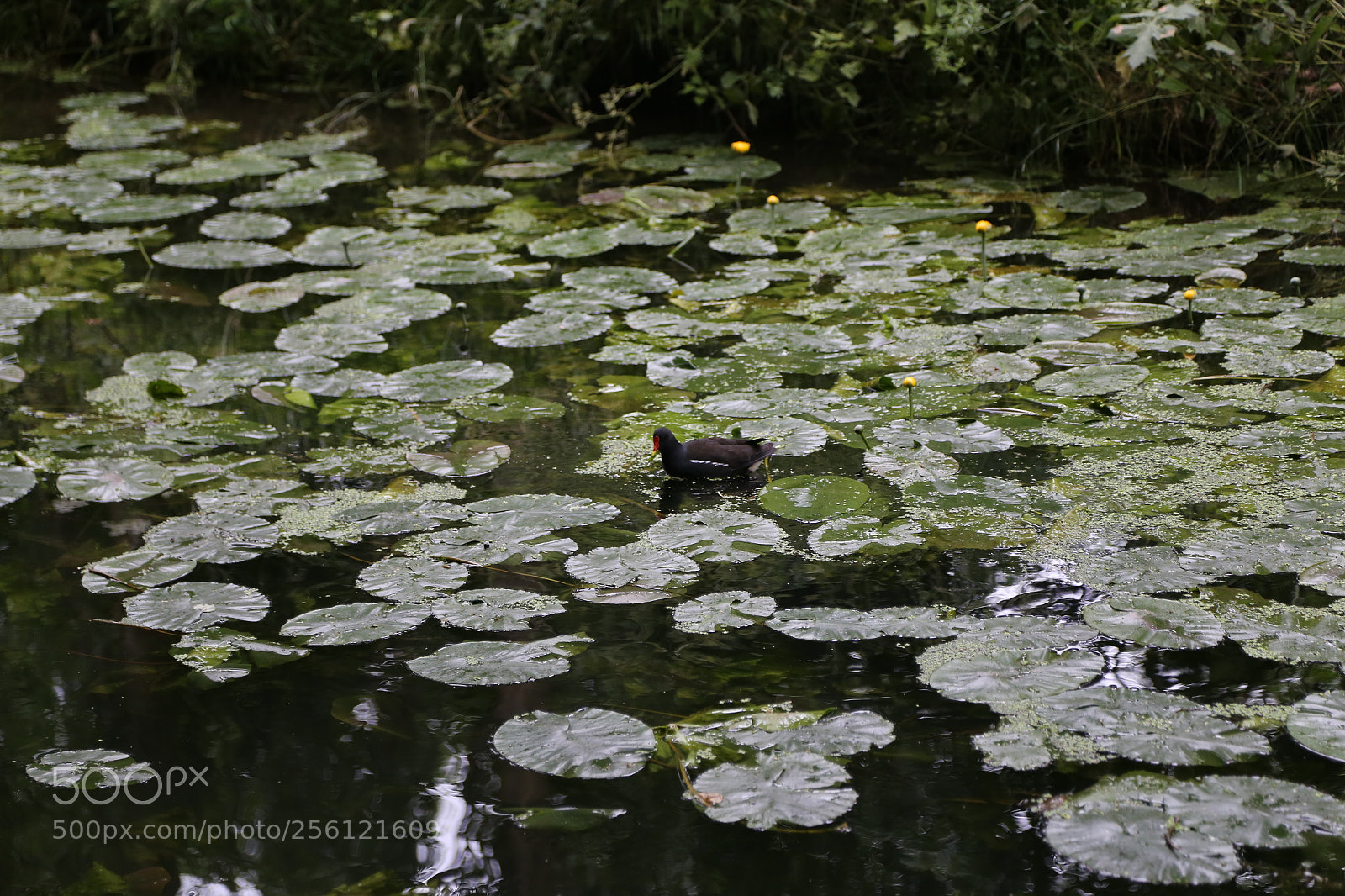 Canon EOS 6D + Canon EF 24-105mm F4L IS USM sample photo. Anglesey abbey, national trust photography