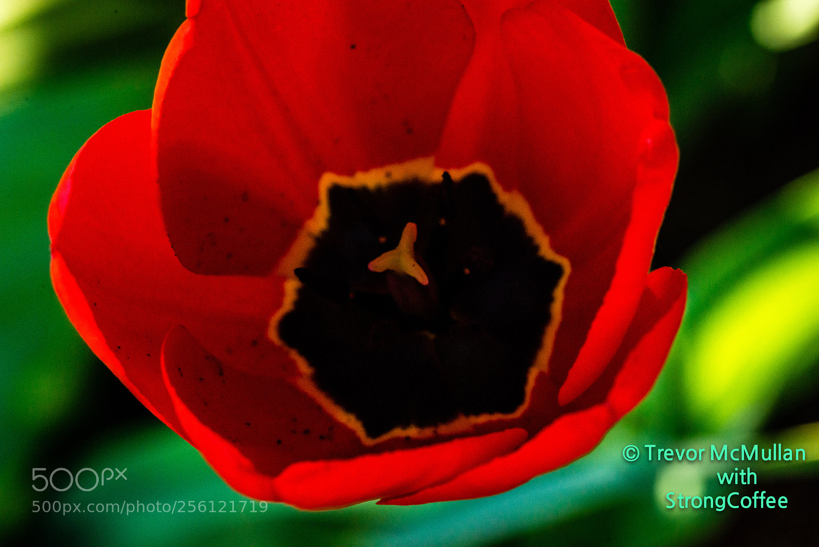 Nikon D800 sample photo. Simply red tulip photography