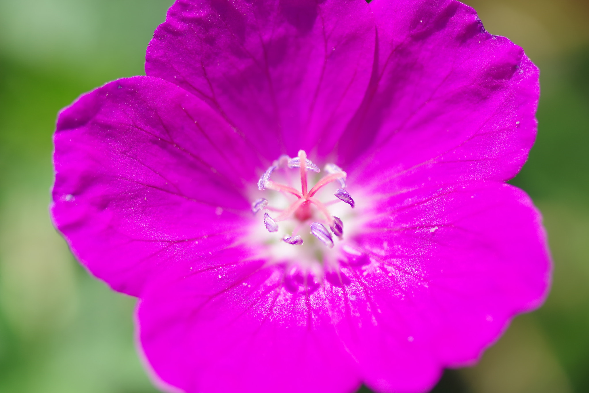 Pentax K-70 sample photo. Geranium 2018 #1 photography