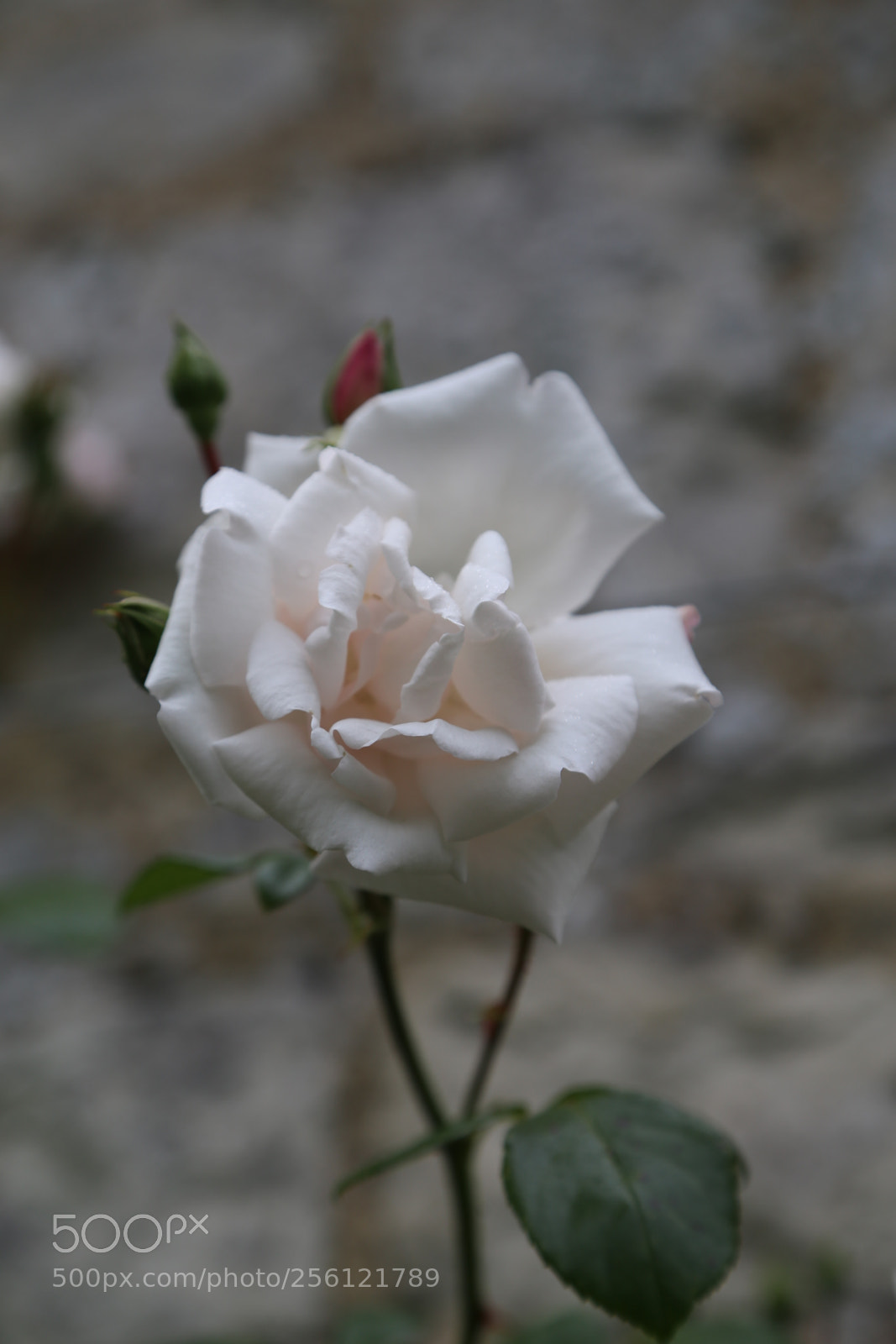 Canon EOS 6D + Canon EF 24-105mm F4L IS USM sample photo. Anglesey abbey, national trust photography