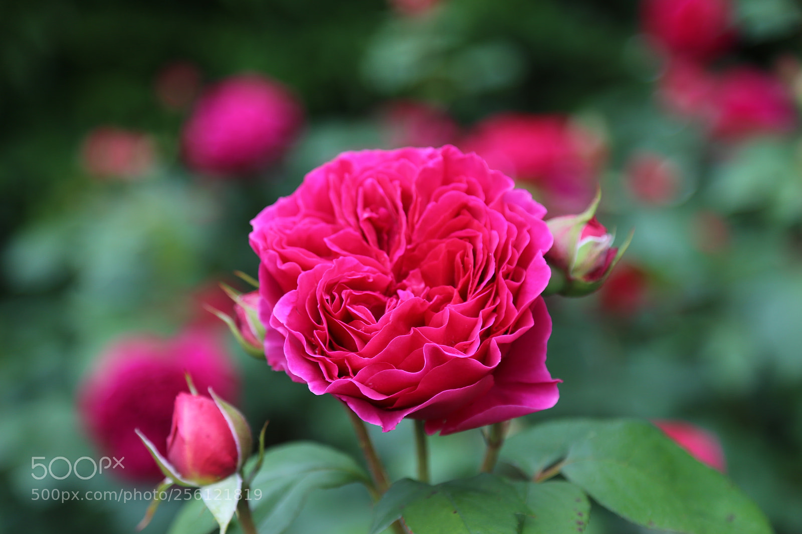 Canon EOS 6D + Canon EF 24-105mm F4L IS USM sample photo. Anglesey abbey, national trust photography