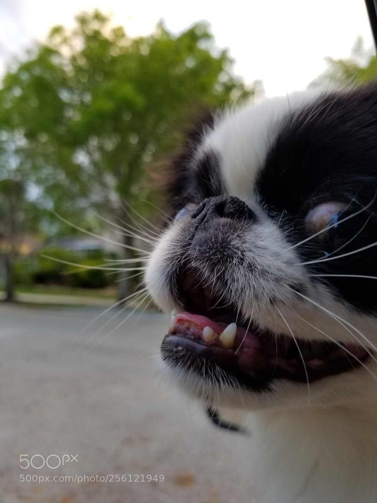 Samsung Galaxy S8 sample photo. Untitled photography