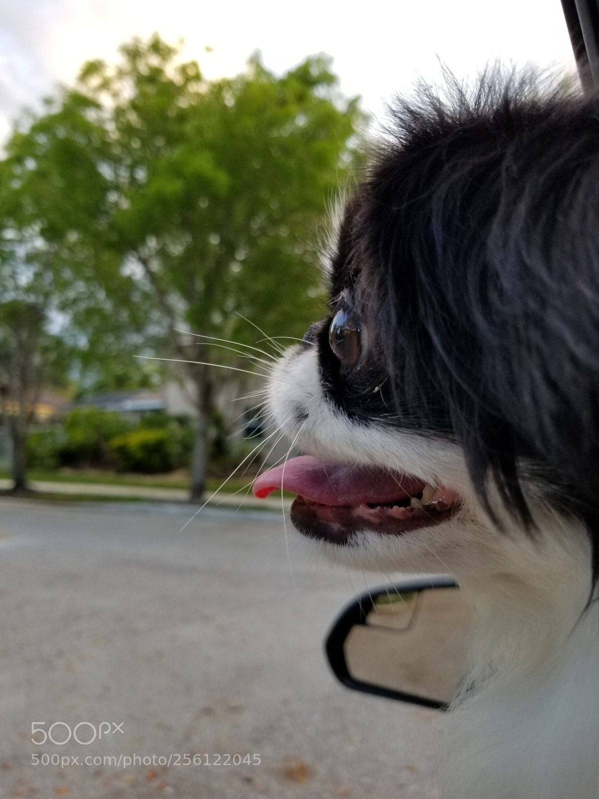 Samsung Galaxy S8 sample photo. Untitled photography