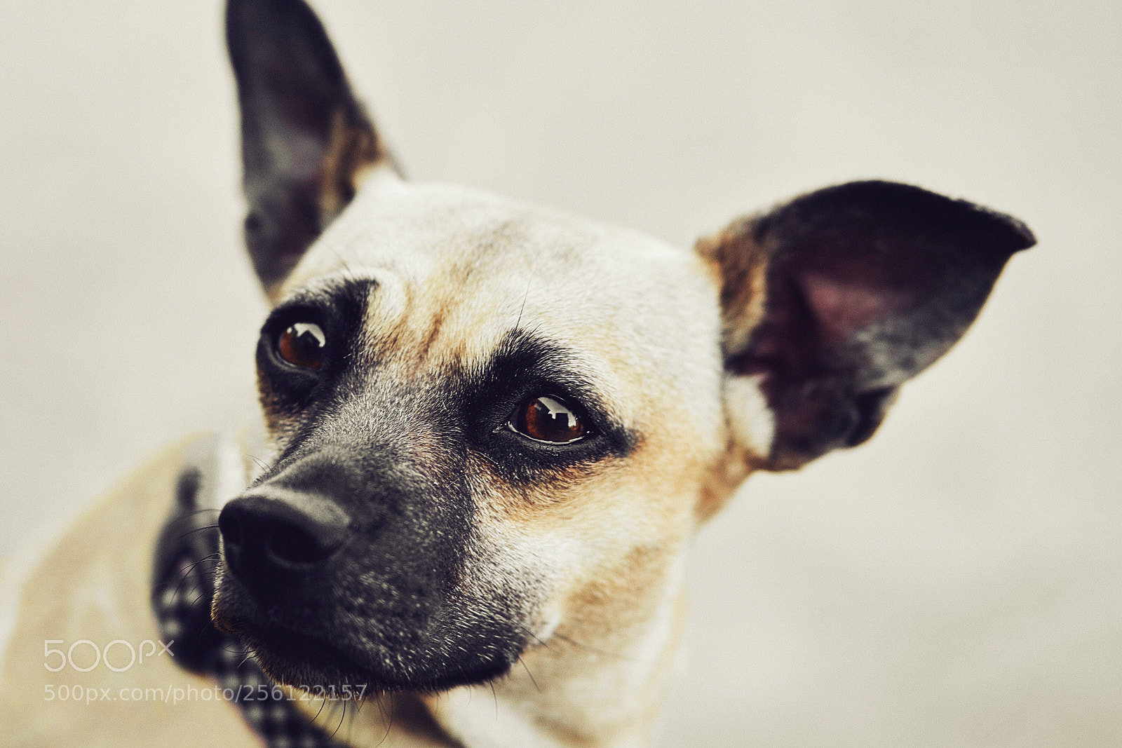 Sony a7R II sample photo. Concern face photography