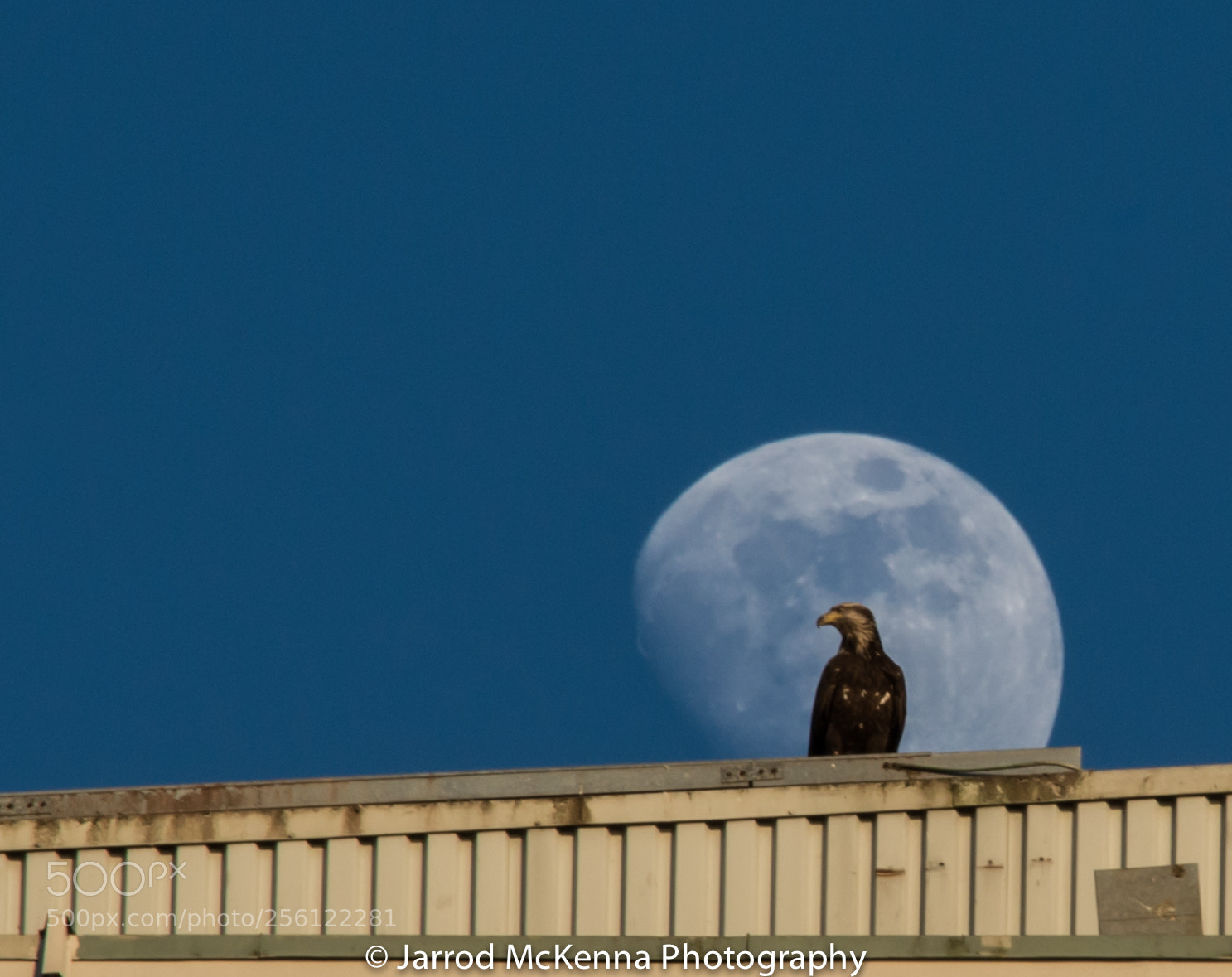 Nikon D800 sample photo. Moon and bird of photography