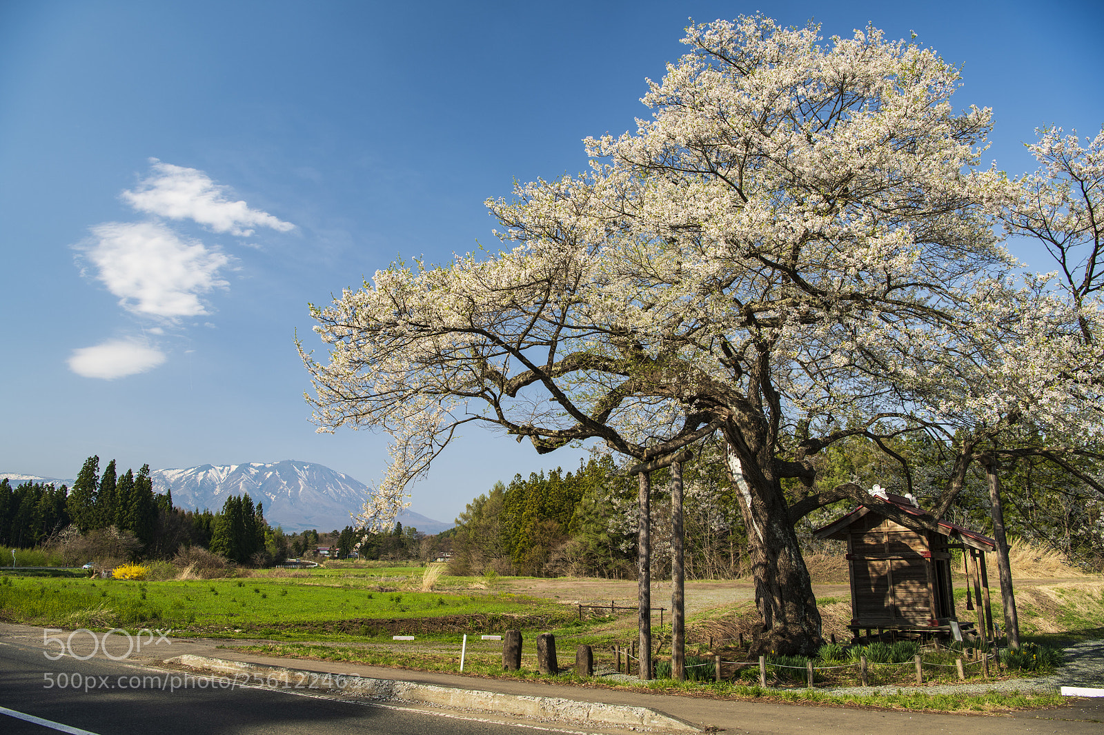 Nikon D850 sample photo. Mt.iwate and kobo sakura photography