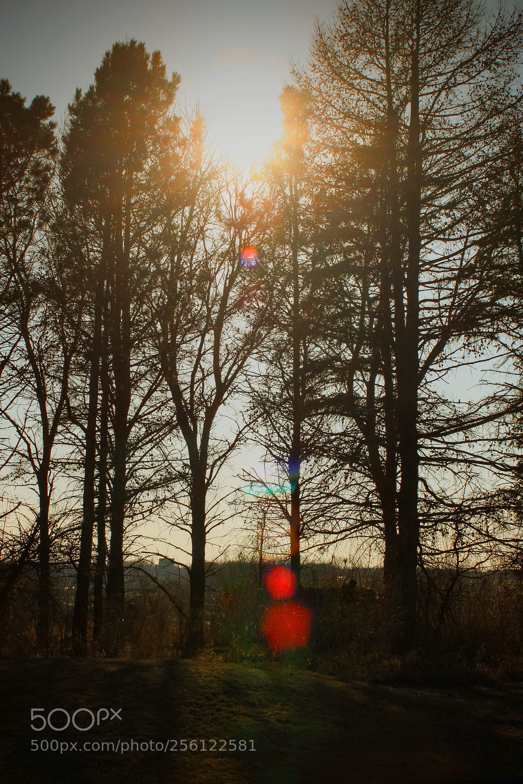 Canon EOS 500D (EOS Rebel T1i / EOS Kiss X3) sample photo. Cliche sun through trees photography
