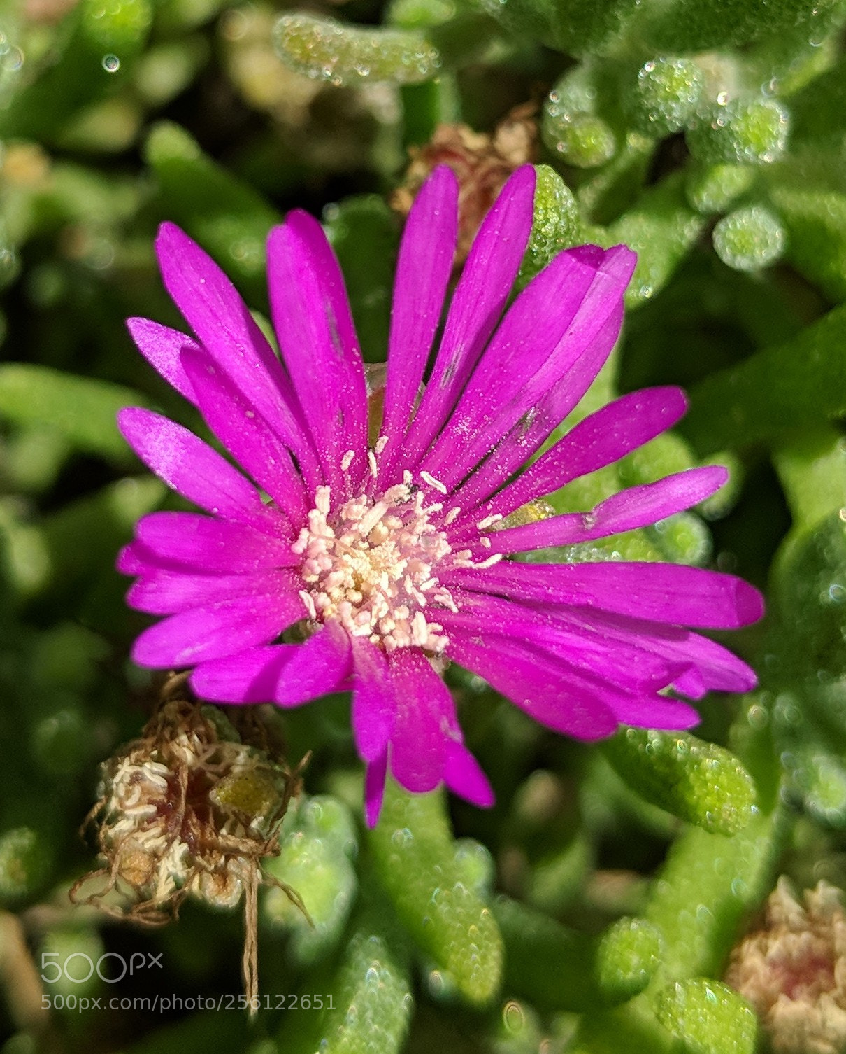 Google Pixel 2 XL sample photo. Untitled photography