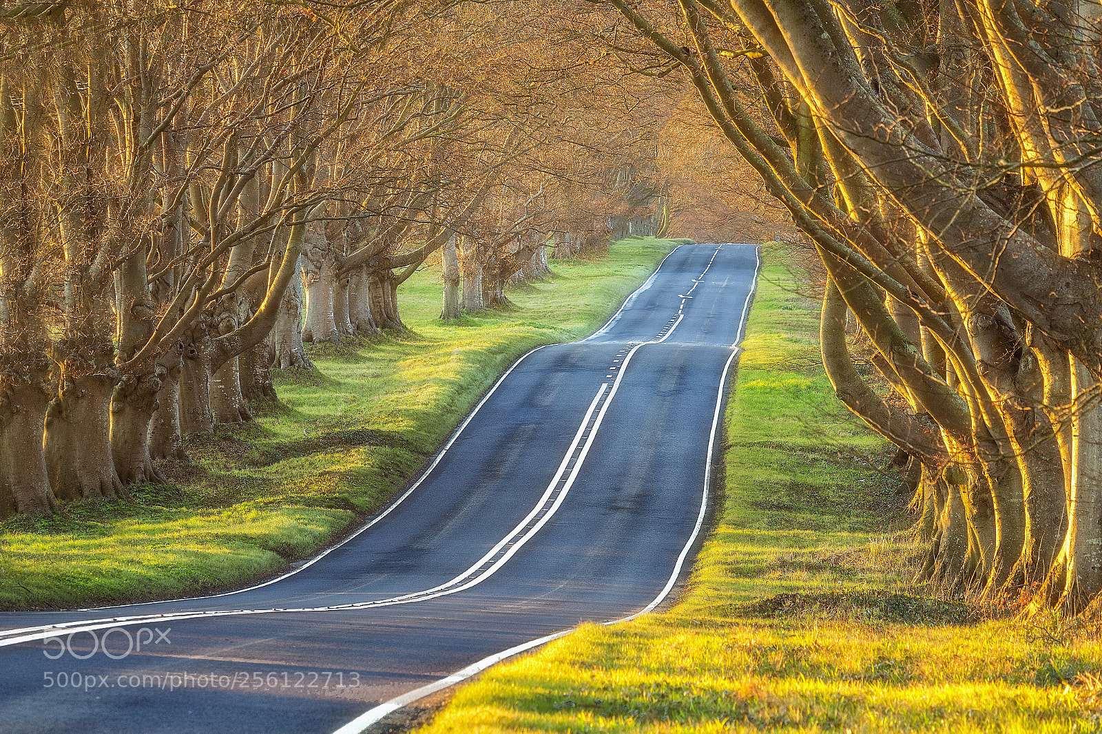Canon EOS 700D (EOS Rebel T5i / EOS Kiss X7i) sample photo. Beech tree ave, dorset photography