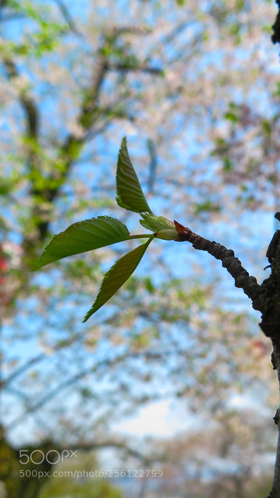 Canon PowerShot G16 sample photo. After the blossoms photography