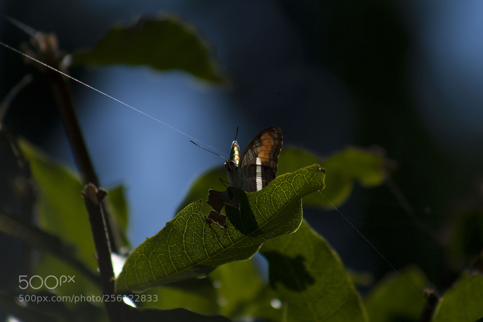 Canon EOS 30D sample photo. Butterfly photography