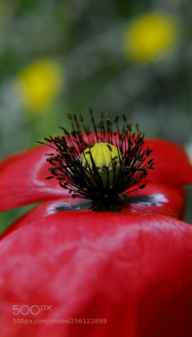 Nikon D300 sample photo. Natural flower photography