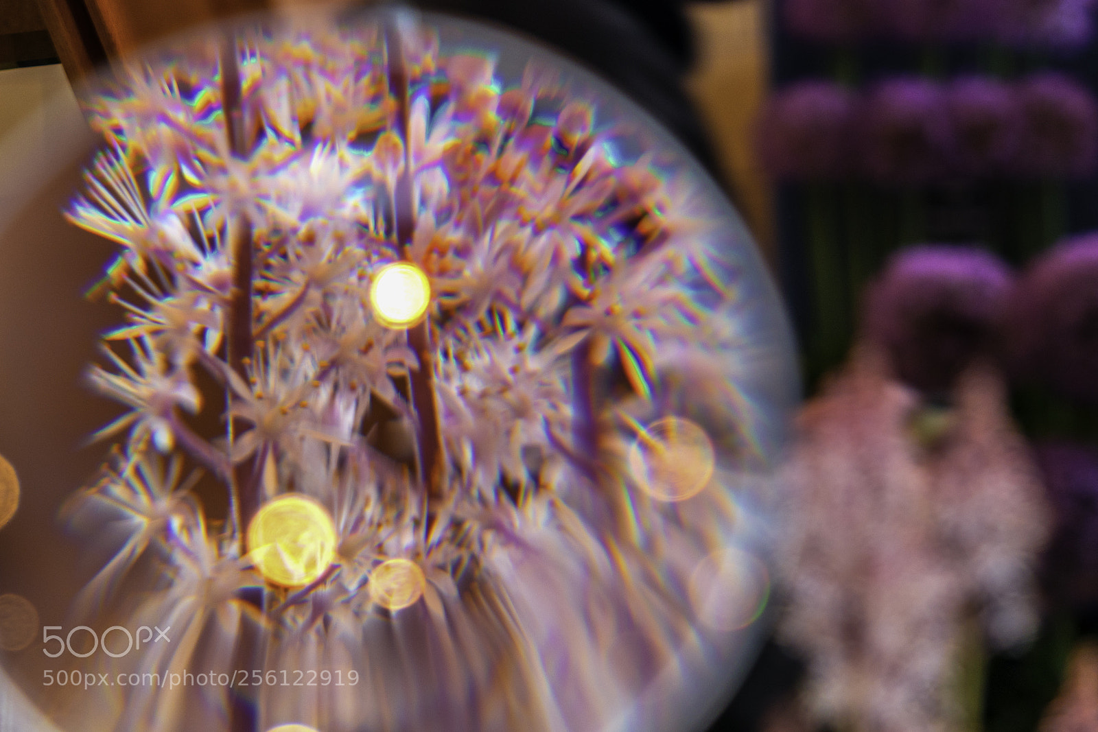 Sony a7R II sample photo. Study in pink photography