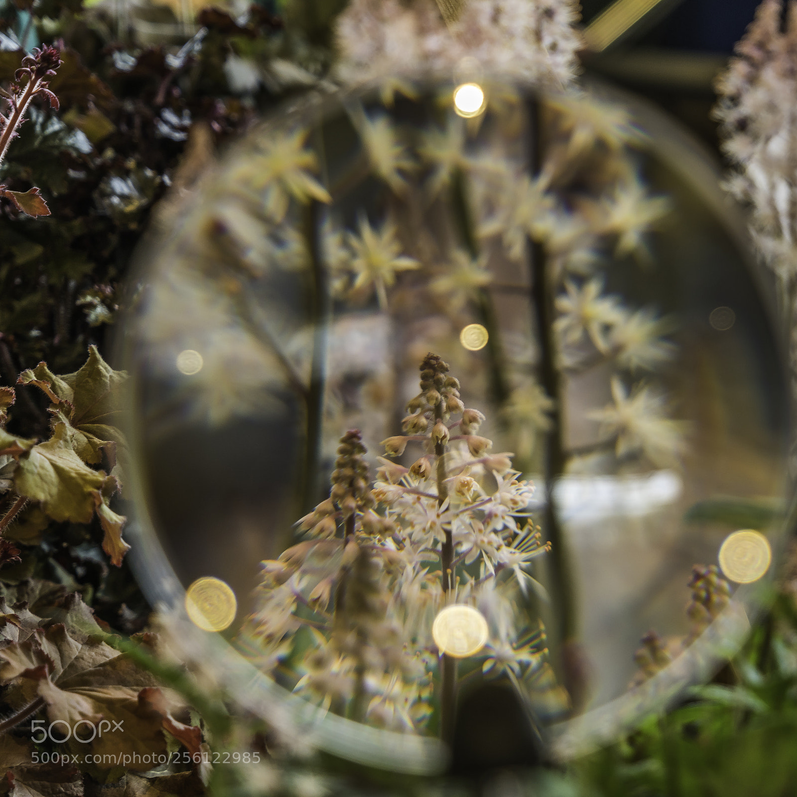 Sony a7R II sample photo. Scope photography