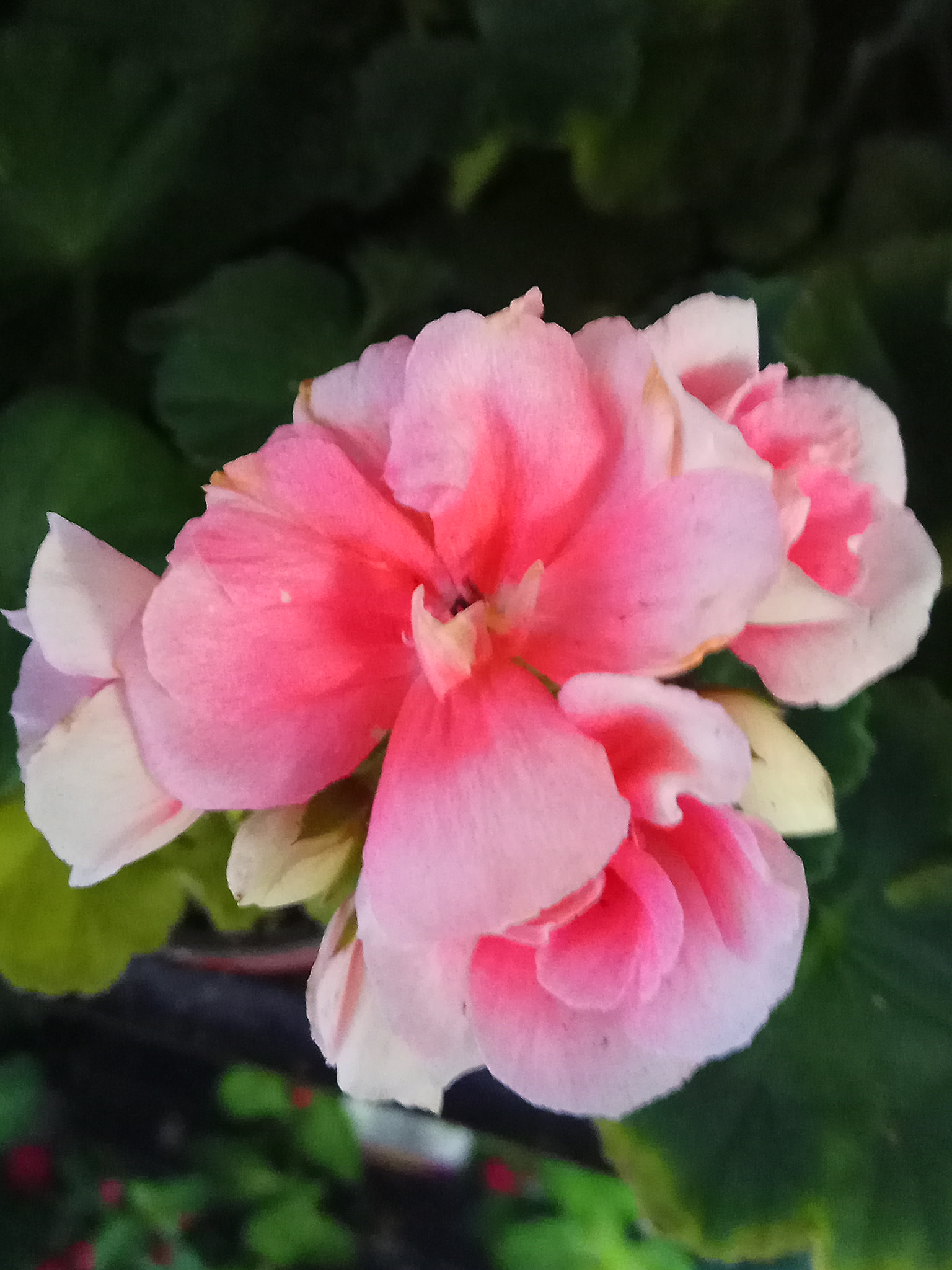 Xiaomi Redmi Note 4X sample photo. Flower photography
