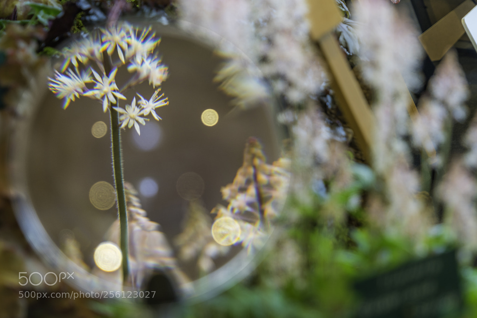 Sony a7R II sample photo. Not a tree photography