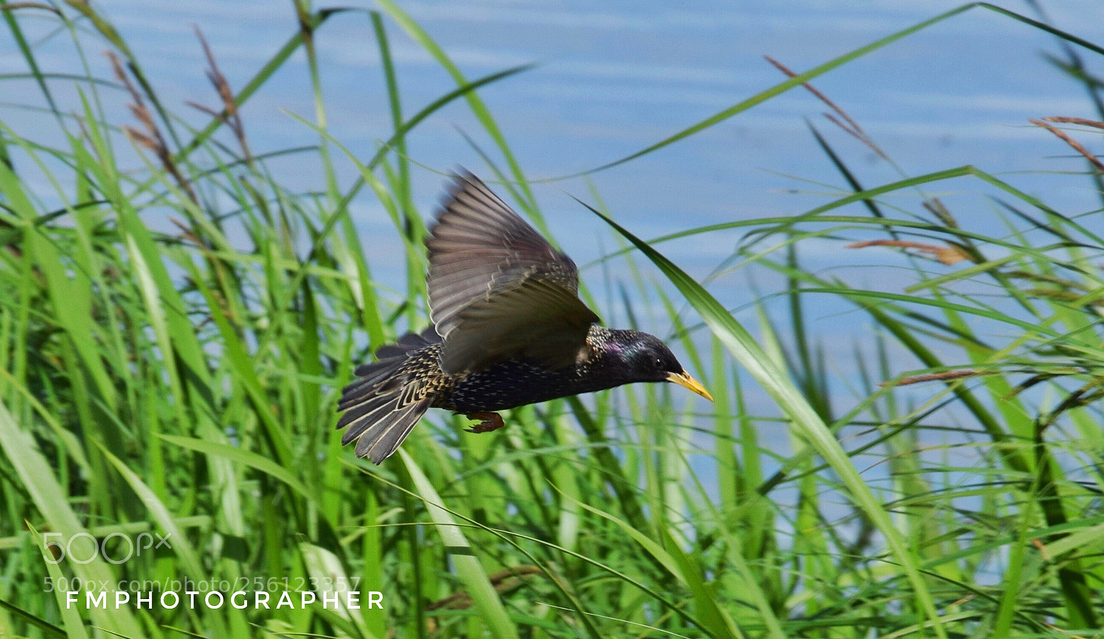 Nikon D3300 sample photo. Motionless  photography