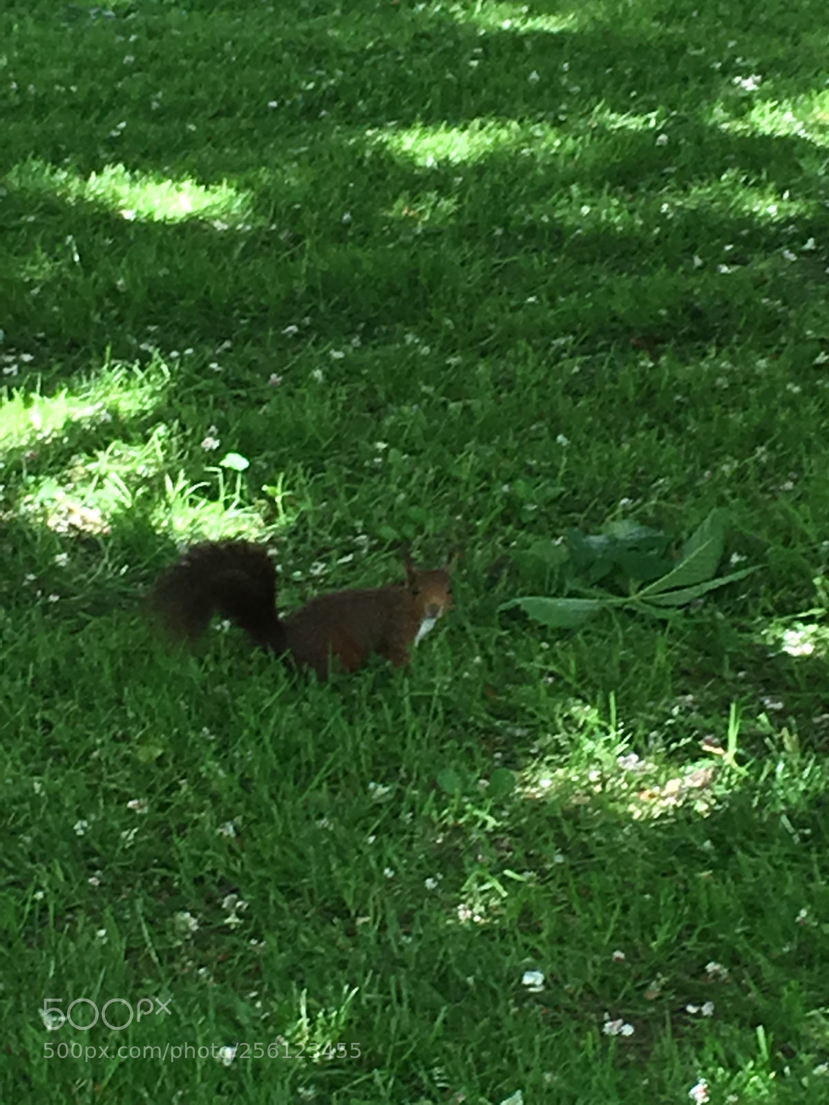 Apple iPhone 6s Plus sample photo. Happy squirrel photography