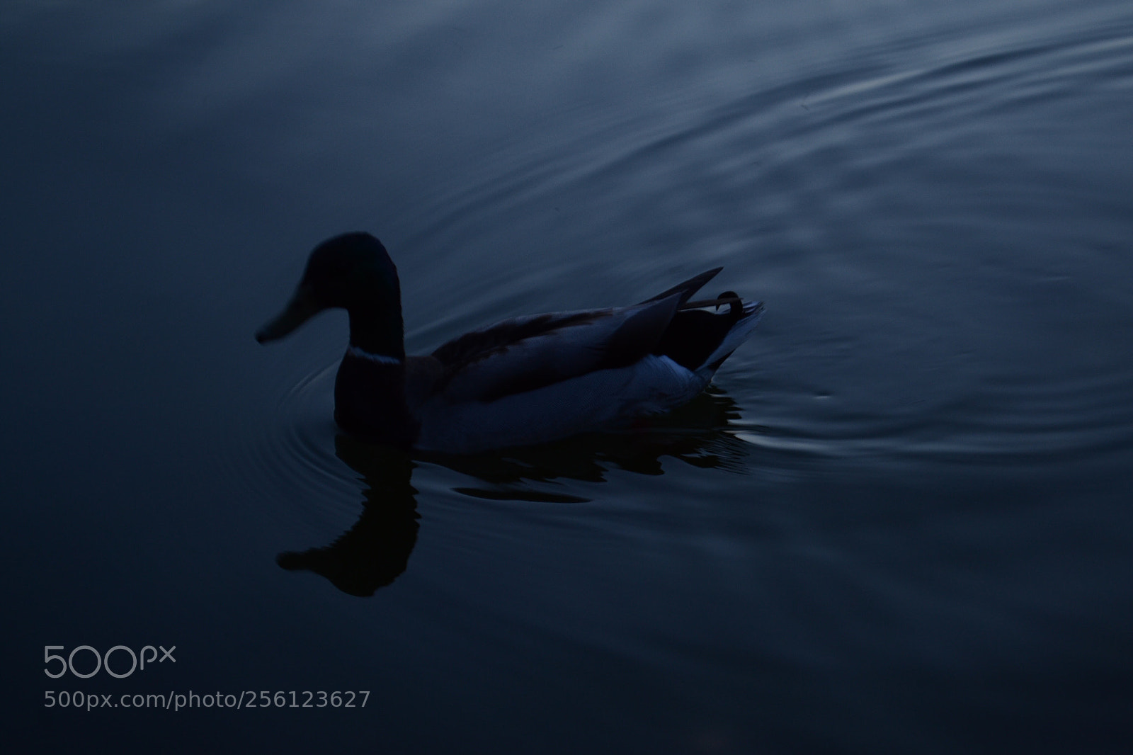 Nikon D3100 sample photo. Reflecting pool, d.c.  photography