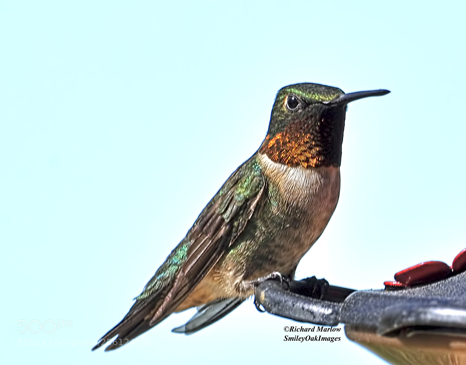 Nikon D5000 sample photo. Hummingbird photography