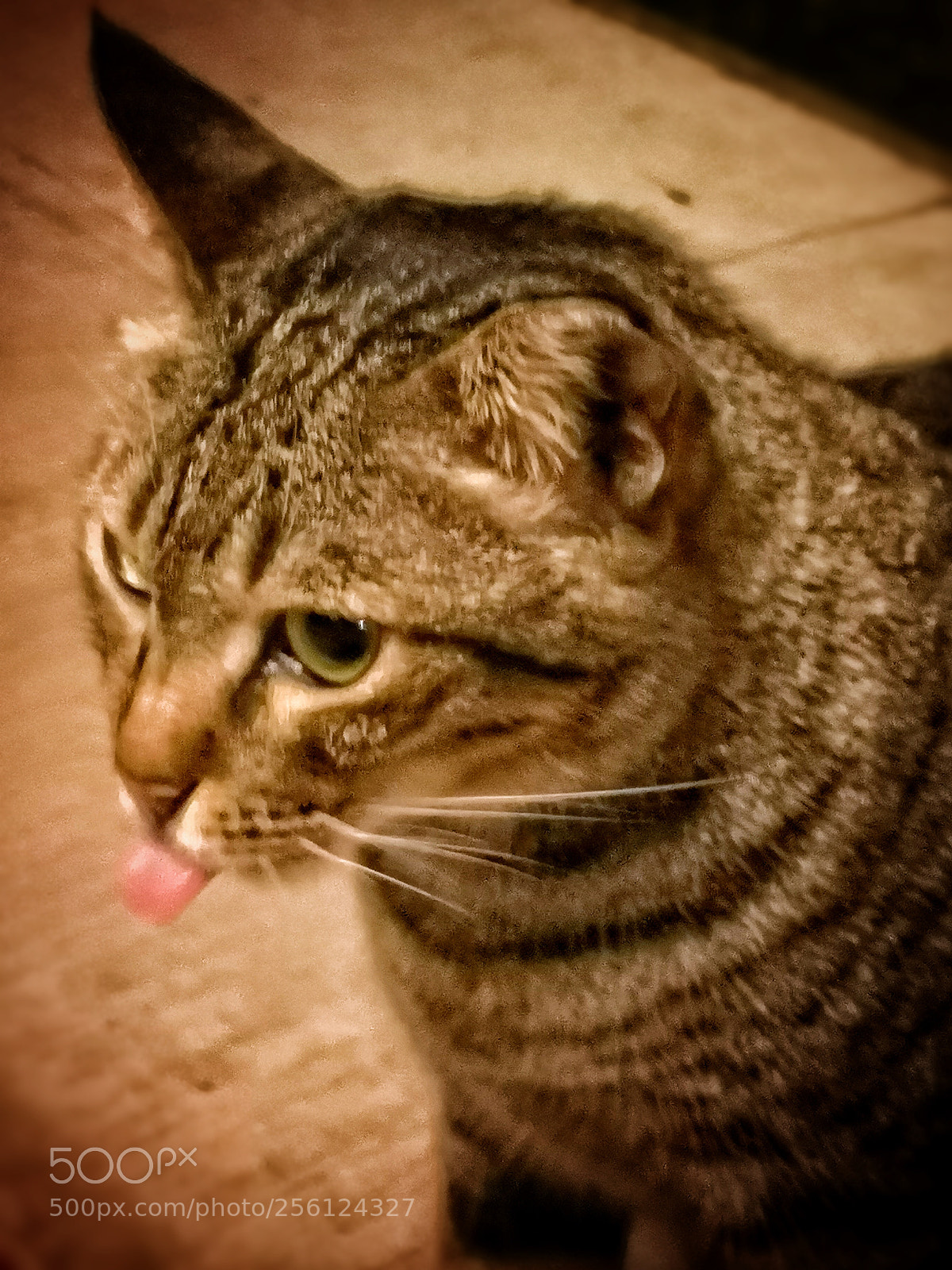 HUAWEI CLT-L29 sample photo. Mocking me tabby? photography