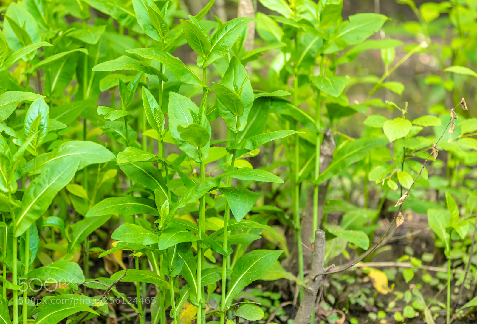 Canon EOS 5D Mark IV sample photo. _a8a5972.jpg photography