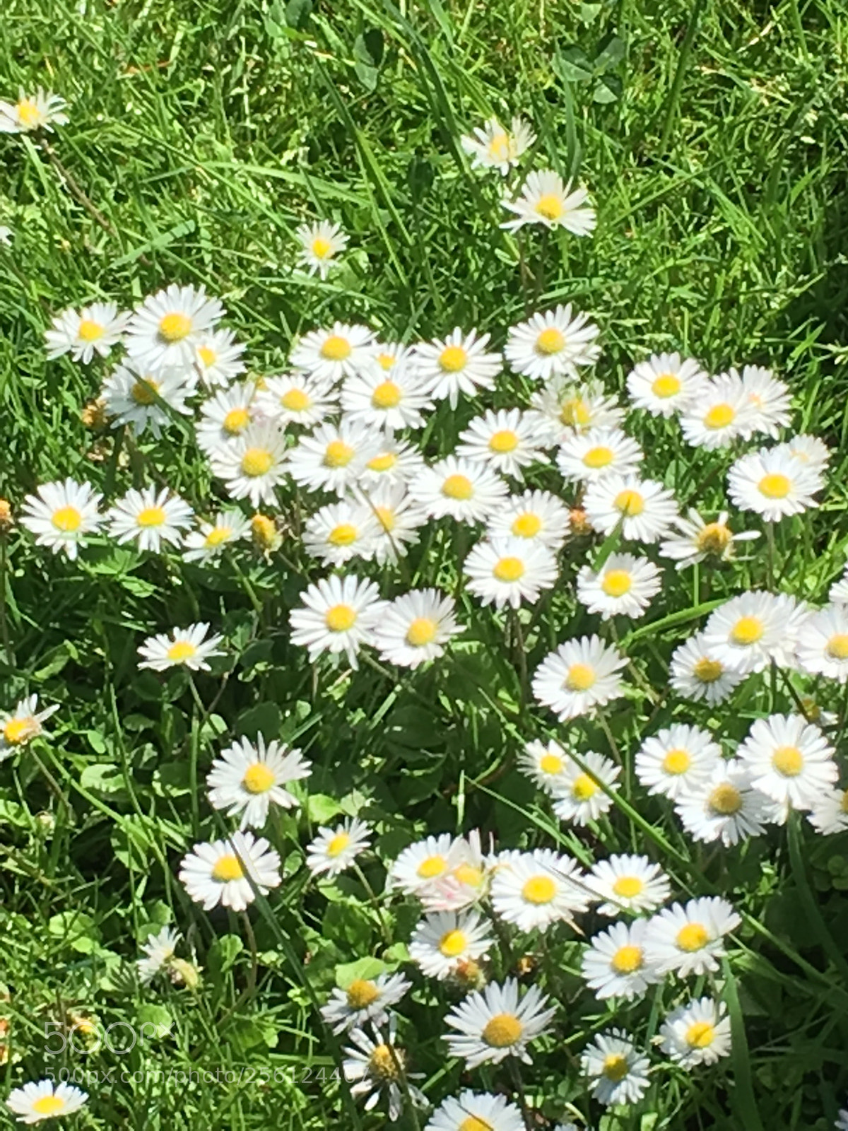 Apple iPhone 6s Plus sample photo. Daisys  photography